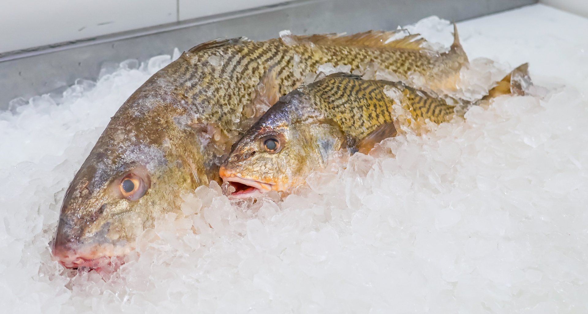 Pescados frescos sobre gelo em ambiente comercial